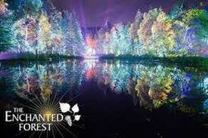 The Enchanted Forest